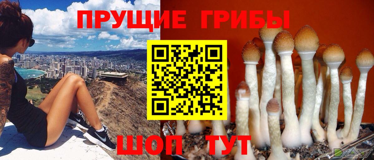 Псилоцибиновые грибы Cubensis Казань